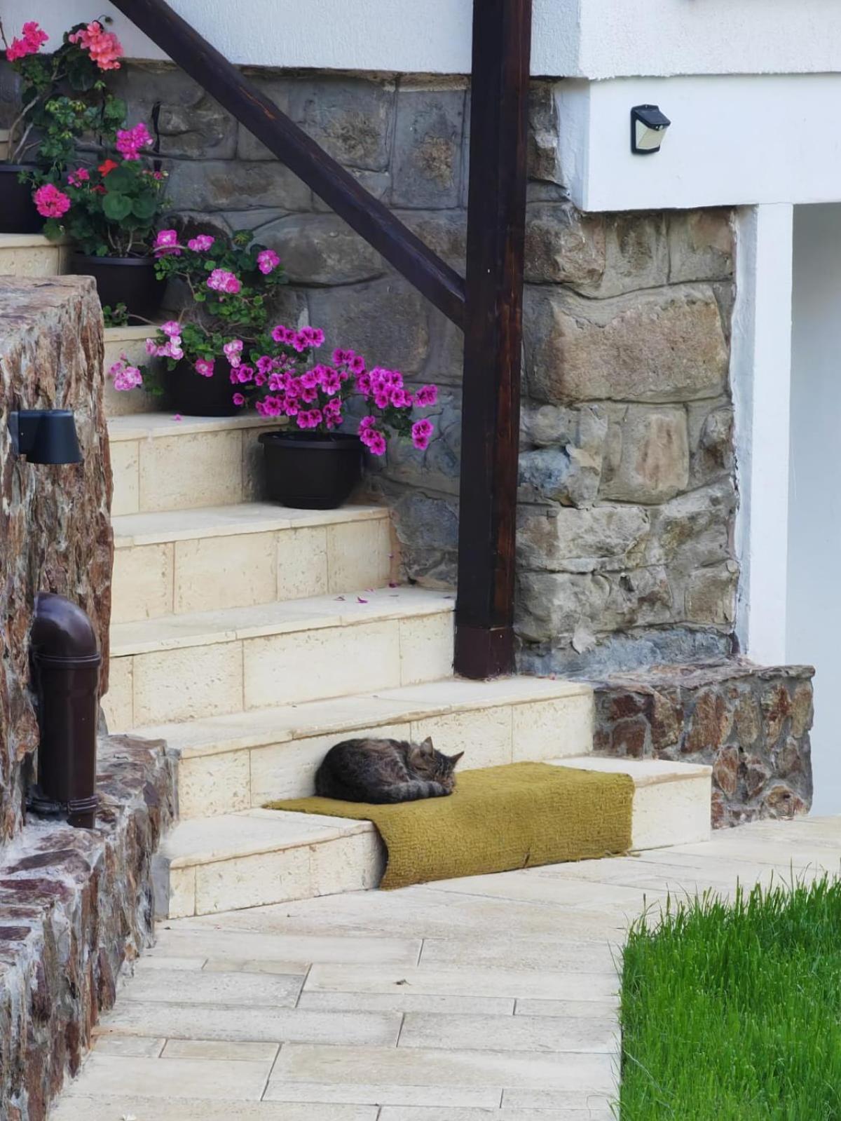 Casa Tihna Vila Băile Olăneşti Exterior foto